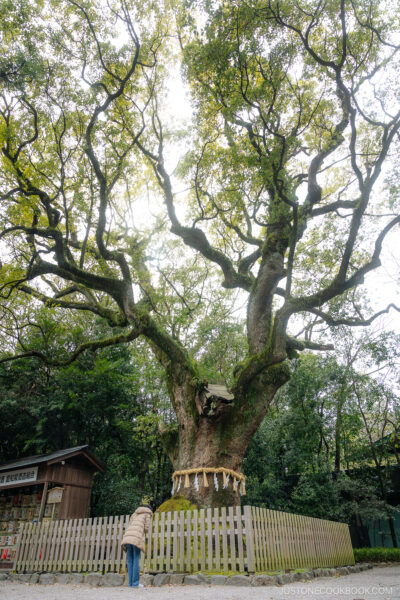 Giant Camphor Tree