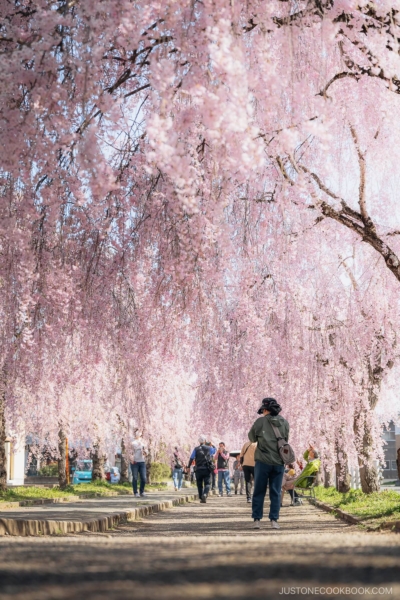 People walking under weeping cherry blossoms