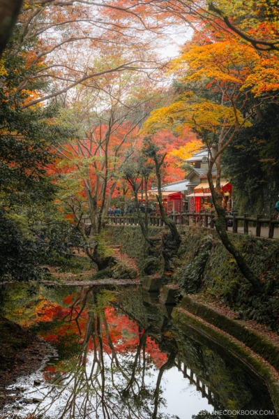 Ravine with autumn leaves reflected in the water