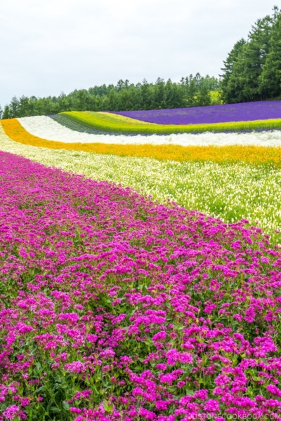 flower fields at Farm Tomita