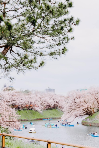 People riding small boats in a moat under cherry blossoms