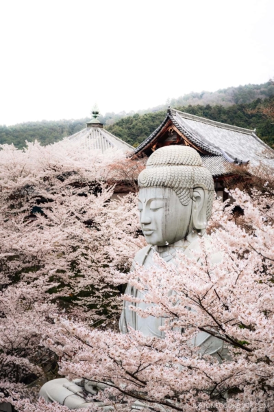 Giant Buddha statue surrounded by cherry blossoms