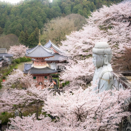 Giant Buddha statue surrounded by cherry blossoms