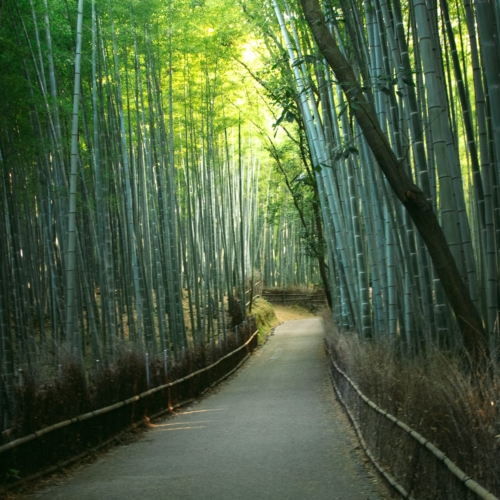 Arashiyama Bamboo Forest